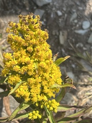Solidago sempervirens