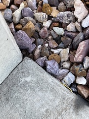 Thamnophis elegans vagrans