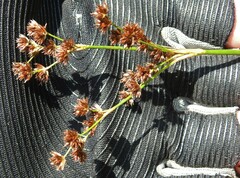 Juncus militaris
