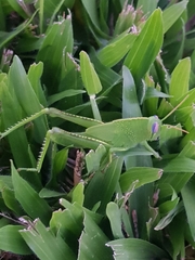 Anacridium aegyptium