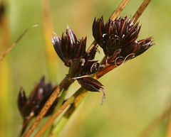 Juncus jacquinii
