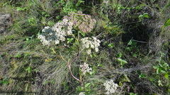 Seseli annuum