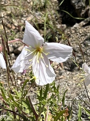 Oenothera pallida