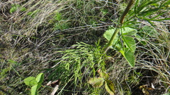 Seseli annuum