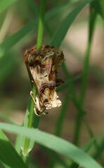 Plusiodonta compressipalpis