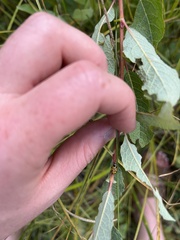 Hippodamia tredecimpunctata