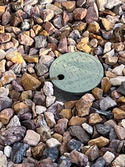 Thamnophis elegans vagrans