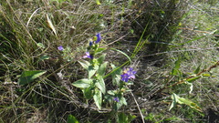 Campanula bononiensis