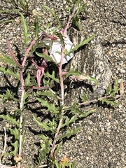 Oenothera pallida