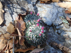 Mammillaria orcuttii