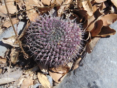 Mammillaria orcuttii