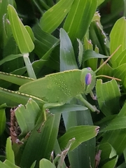 Anacridium aegyptium