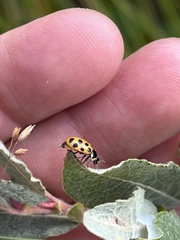 Hippodamia tredecimpunctata