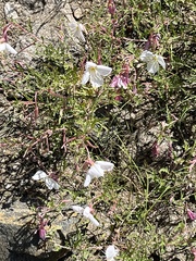 Oenothera pallida