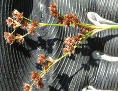 Juncus militaris