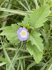 Nicandra physalodes