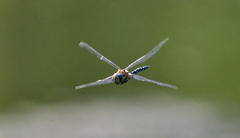 Aeshna mixta
