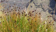 Juncus jacquinii