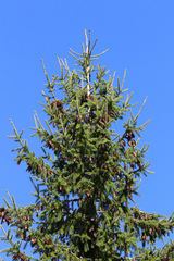Picea abies