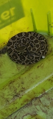 Crotalus oreganus helleri