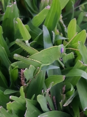 Anacridium aegyptium