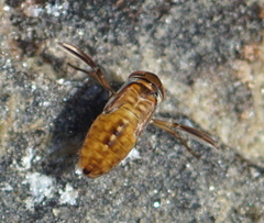 Corixinae
