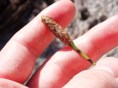Xyris caroliniana