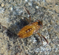 Corixinae