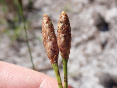 Xyris caroliniana