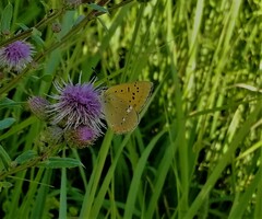 Lycaena virgaureae
