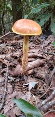 Aureoboletus betula