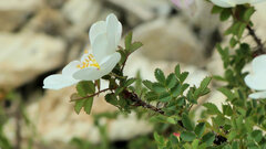 Rosa spinosissima