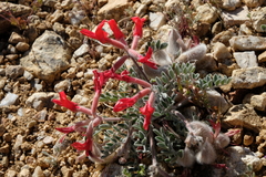 Astragalus coccineus