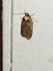Agonopterix canadensis