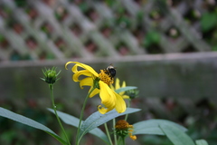 Bombus impatiens