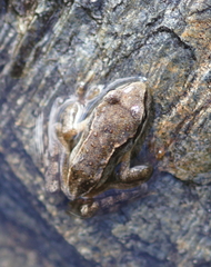 Rana temporaria