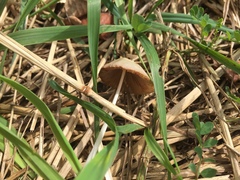 Conocybe apala albipes