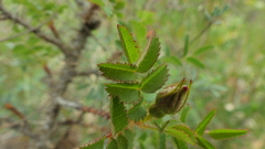 Rosa spinosissima
