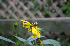 Bombus impatiens