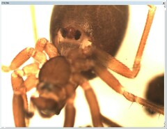 Microneta viaria