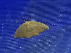 Watsonalla cultraria