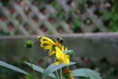 Bombus impatiens