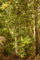 Vitis palmata
