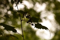 Vitis palmata