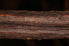 Vitis palmata