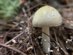 Amanita lavendula