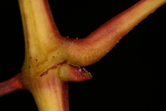 Vitis palmata
