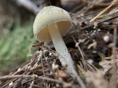 Amanita lavendula