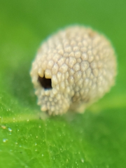 Acraspis quercushirta