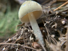 Amanita lavendula